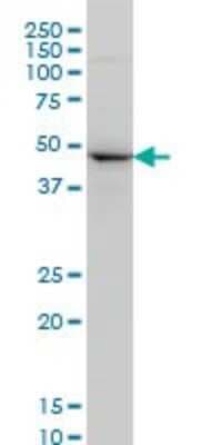 Western Blot: NEK2 Antibody (2F9) [H00004751-M02]