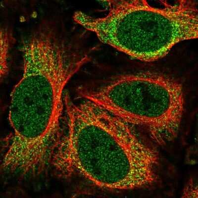 Immunocytochemistry/ Immunofluorescence: NEK6 Antibody [NBP2-58672]