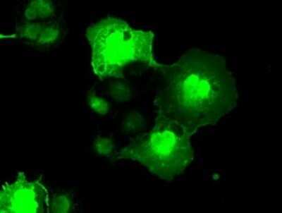 Flow Cytometry: NEK6 Antibody (OTI5D7) - Azide and BSA Free [NBP2-72938]