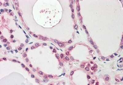 Immunohistochemistry-Paraffin: NEK7 Antibody [NBP1-52115]