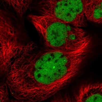 Immunocytochemistry/ Immunofluorescence: NELF-E Antibody [NBP2-55487]