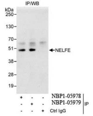 Western Blot: NELF-E Antibody [NBP1-05978]