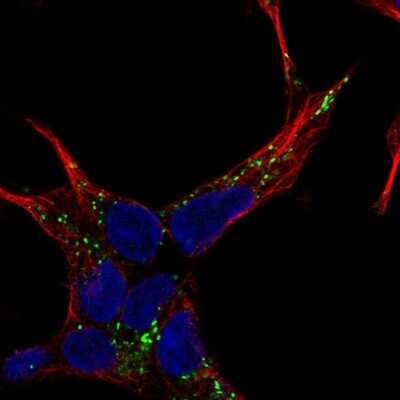 Immunocytochemistry/ Immunofluorescence: NELL2 Antibody [NBP2-58635]