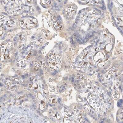 Immunohistochemistry-Paraffin: NELL2 Antibody [NBP1-82527]