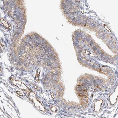 Immunohistochemistry-Paraffin: NELL2 Antibody [NBP1-82527]