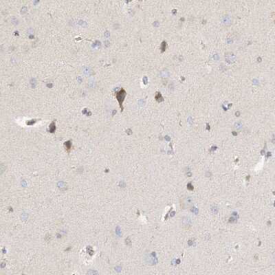 Immunohistochemistry-Paraffin: NELL2 Antibody [NBP1-82527]