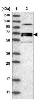 Western Blot: NET1 Antibody [NBP2-13653]