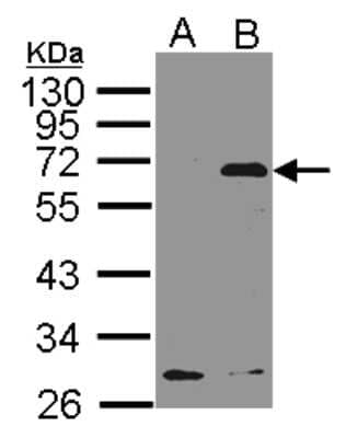 Western Blot: NET1 Antibody [NBP2-19514]