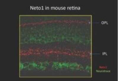 Immunohistochemistry-Paraffin: NETO1 Antibody [NBP1-69039]