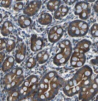 Immunohistochemistry-Paraffin: NETO2 Antibody [NBP1-84624]