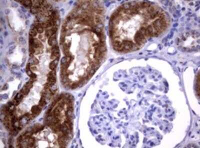 Immunohistochemistry: NEU-1/Sialidase-1 Antibody (OTI3D4) [NBP2-46152]