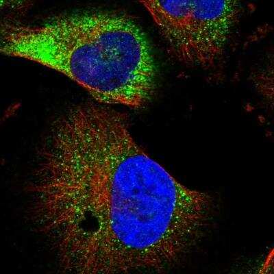 Immunocytochemistry/ Immunofluorescence: NEURL1B Antibody [NBP1-90499]