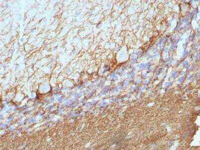 Immunohistochemistry-Paraffin: NF-H Antibody (NE14) - IHC-Prediluted [NBP2-48252]