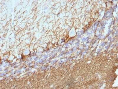 Immunohistochemistry-Paraffin: NF-H Antibody (NE14) [NBP2-44728]