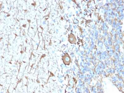Immunohistochemistry-Paraffin: NF-H Antibody (NEFL.H/2324R) [NBP3-07406]