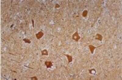 Immunohistochemistry-Paraffin: NF-H Antibody (NF-01) - BSA Free [NB500-416]