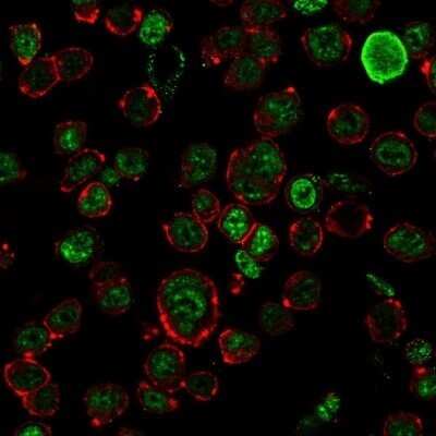 Immunocytochemistry/ Immunofluorescence: NF-H Antibody (NF421) - Azide and BSA Free [NBP2-33102]