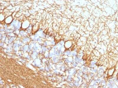 Immunohistochemistry-Paraffin: NF-H Antibody (NF421) - Azide and BSA Free [NBP2-33102]
