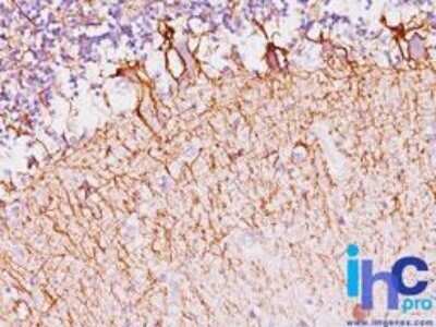 Immunohistochemistry-Paraffin: NF-H Antibody (NF421) - Azide and BSA Free [NBP2-33102]