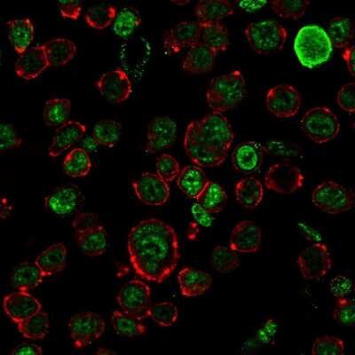 Immunocytochemistry/ Immunofluorescence: NF-H Antibody (NF421) [NBP2-29629]
