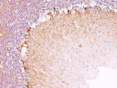 Immunohistochemistry-Paraffin: NF-H Antibody (RT97) - IHC-Prediluted [NBP2-48235]