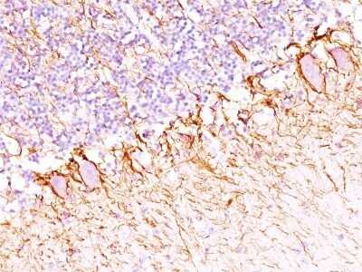 Immunohistochemistry-Paraffin: NF-H Antibody (SPM203) - Azide and BSA Free [NBP2-47833]
