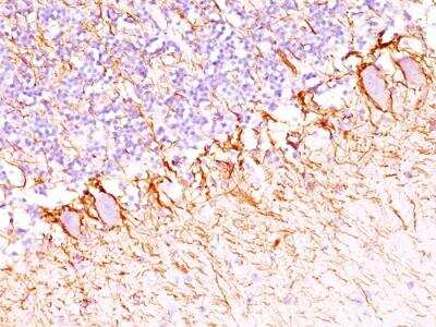 Immunohistochemistry-Paraffin: NF-H Antibody (SPM203) - IHC-Prediluted [NBP2-48236]