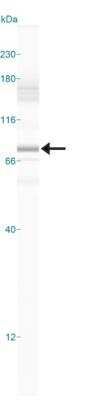Simple Western: NF-L Antibody (DA2) [NB300-132]