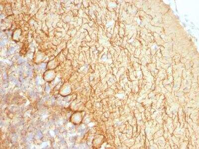 Immunohistochemistry-Paraffin: NF-L Antibody (NR-4) - Azide and BSA Free [NBP2-47969]