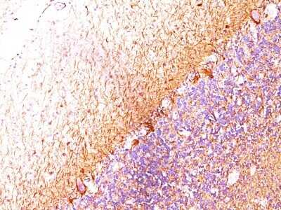 Immunohistochemistry-Paraffin: NF-L Antibody (SPM204) [NBP2-44892]