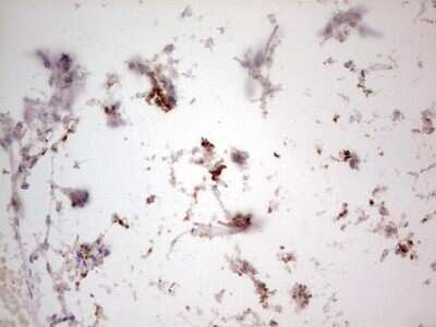 Immunohistochemistry: NF-M Antibody (OTI2G3) [NBP2-46139]