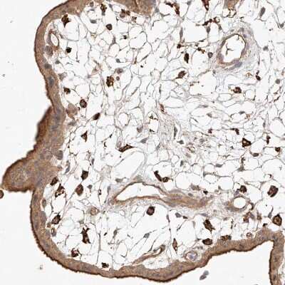 Immunohistochemistry-Paraffin: NFAM1 Antibody [NBP1-84424]