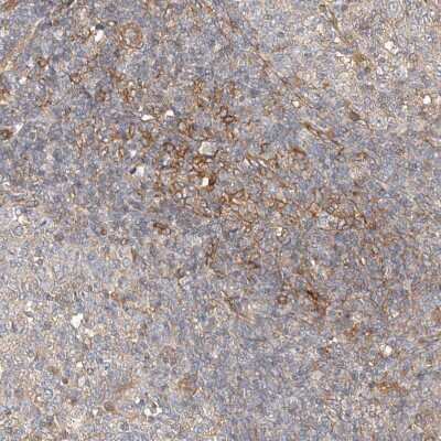 Immunohistochemistry-Paraffin: NFAM1 Antibody [NBP1-84424]