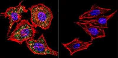 Immunocytochemistry/ Immunofluorescence: NFATC1/NFAT2 Antibody (7A6) [NB300-620]