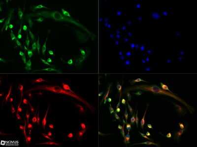 Immunocytochemistry/ Immunofluorescence: NFATC1/NFAT2 Antibody [NB100-56732]