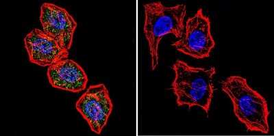 Immunocytochemistry/ Immunofluorescence: NFATC2/NFAT1 Antibody (25A10.D6.D2) - BSA Free [NB300-504]
