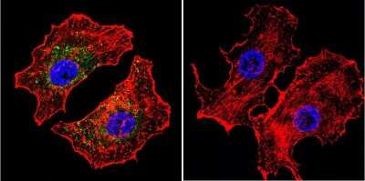 Immunocytochemistry/ Immunofluorescence: NFATC2/NFAT1 Antibody (25A10.D6.D2) - BSA Free [NB300-504]