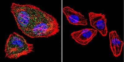 Immunocytochemistry/ Immunofluorescence: NFATC2/NFAT1 Antibody (25A10.D6.D2) - BSA Free [NB300-504]