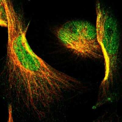 Immunocytochemistry/ Immunofluorescence: NFATC2/NFAT1 Antibody [NBP1-82583]