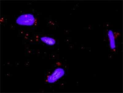 Proximity Ligation Assay: NFATC4 Antibody [H00004776-D01P]