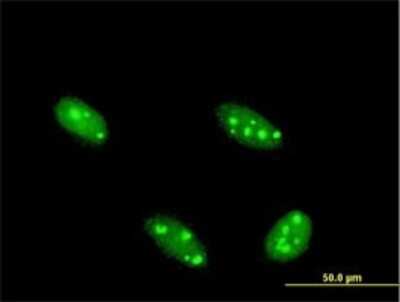 Immunocytochemistry/ Immunofluorescence: NFIA Antibody (1E11) [H00004774-M02]