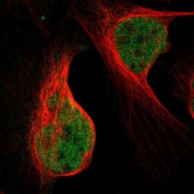 Immunocytochemistry/ Immunofluorescence: NFIA Antibody [NBP1-81406]