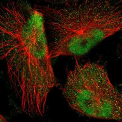 Immunocytochemistry/ Immunofluorescence: NFIA Antibody [NBP1-81407]