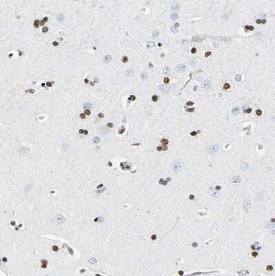 Immunohistochemistry-Paraffin: NFIA Antibody [NBP1-81406]