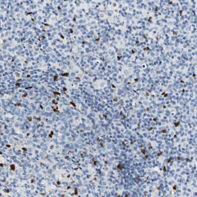 Immunohistochemistry-Paraffin: NFIA Antibody [NBP1-81406]