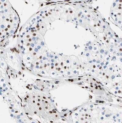 Immunohistochemistry-Paraffin: NFIA Antibody [NBP1-81406]