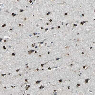 Immunohistochemistry-Paraffin: NFIA Antibody [NBP1-81407]