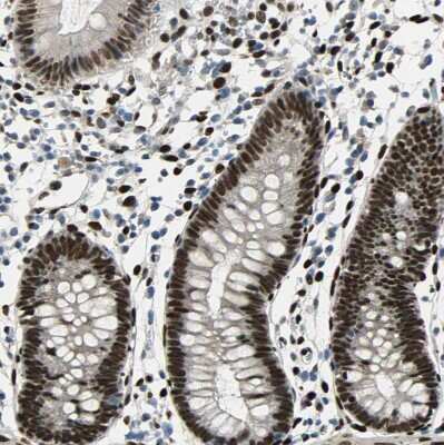 Immunohistochemistry-Paraffin: NFIA Antibody [NBP1-81407]