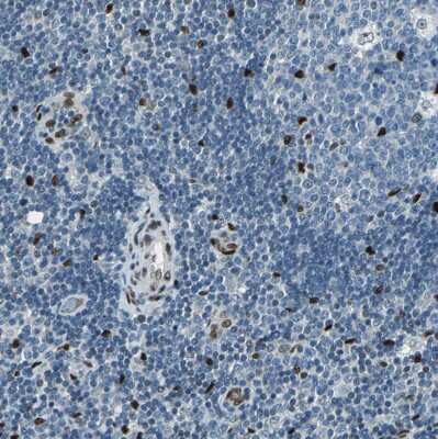 Immunohistochemistry-Paraffin: NFIA Antibody [NBP1-81407]