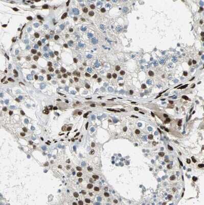 Immunohistochemistry-Paraffin: NFIA Antibody [NBP1-81407]